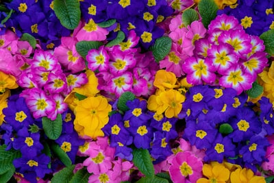 Pink and purple petals of the flowers
